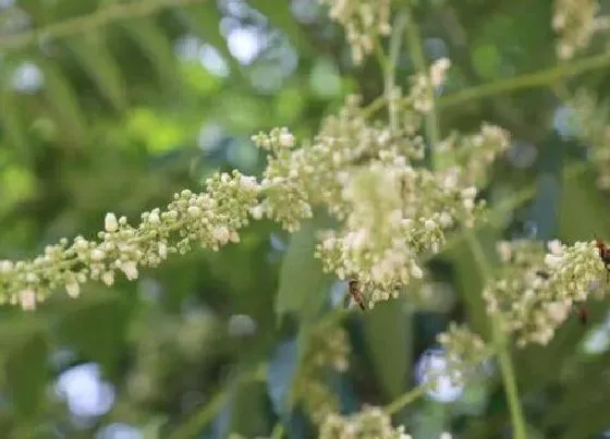 植物百科|香椿开花吗 开花什么样子