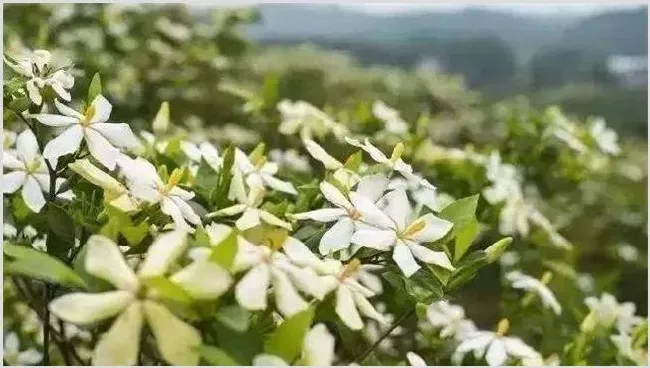 栀子花的养殖方法与注意事项 | 耕种资料