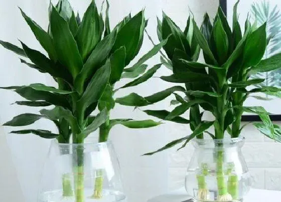 植物排行|风水盆栽植物有哪些