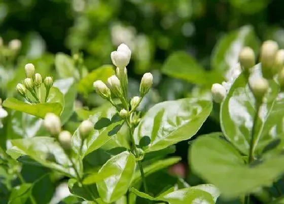 枯枝|茉莉花干枝原因与处理方法