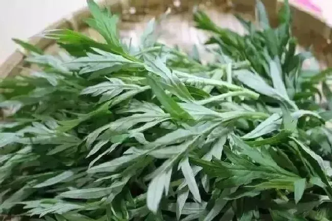 功效常识|艾叶草的功效与作用