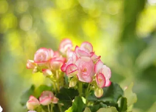 植物移栽|海棠什么时候换盆合适