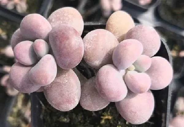 植物移栽|桃蛋上盆方法与步骤 上盆养护注意事项