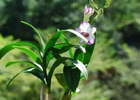 植物百科|墨兰会开花吗 开的花是什么样子