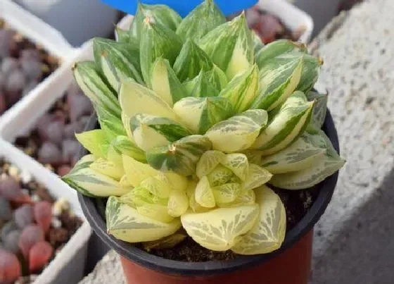 植物修剪|宝草玉露徒长了怎么办