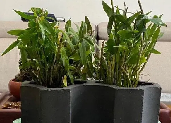 植物浇水|铁皮石斛多久浇一次水