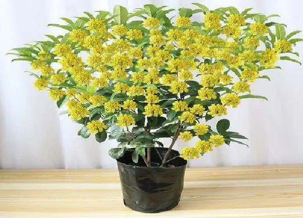 养殖方法|桂花盆栽冬天怎么养护