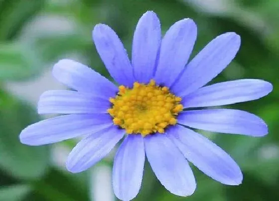 花期|雏菊花期多久时间