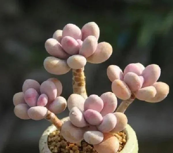 植物移栽|桃蛋上盆方法与步骤 上盆养护注意事项