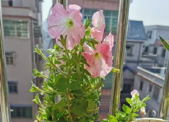 摆放常识|广州养什么花好
