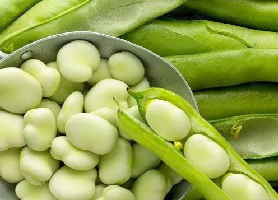 种植管理|蚕豆几月份种植合适