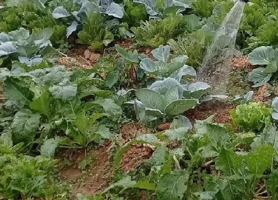 植物施肥|复合肥兑水浇菜多久一次，复合肥浇蔬菜间隔几天浇好）