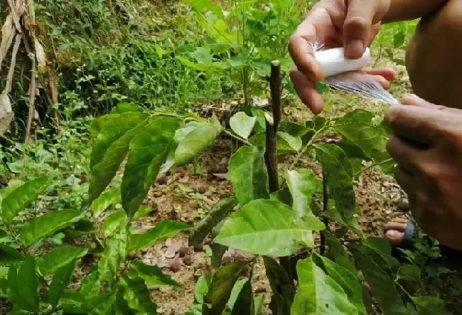 植物嫁接|黄皮树嫁接方法