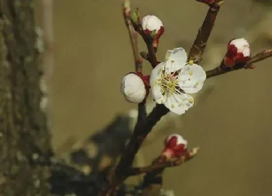 开花时间|杏花什么时候开花 开放季节是几月