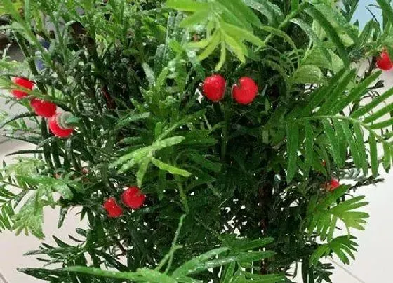 植物排行|裸子植物有哪些