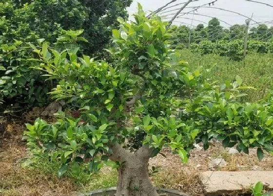 植物百科|榕树一年能长多高