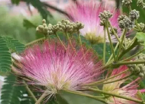 习性特点|合欢树和芙蓉树的区别 合欢树和芙蓉树是一种树吗