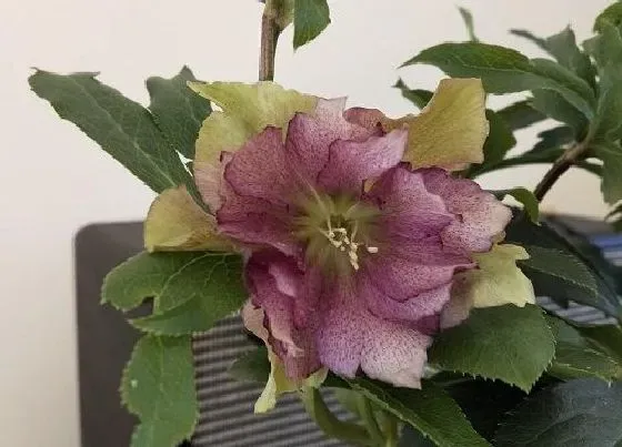 室内摆放|室内零下适合养什么花