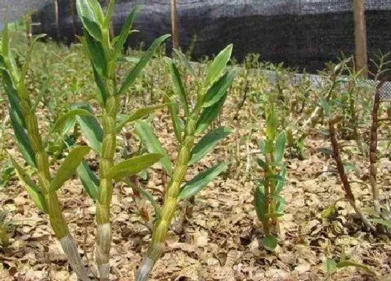 植物毒性|麝香石斛的香味有毒吗