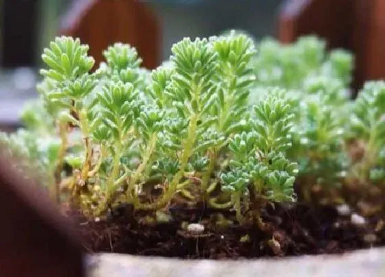 植物百科|薄雪万年草开花吗 开花什么样子