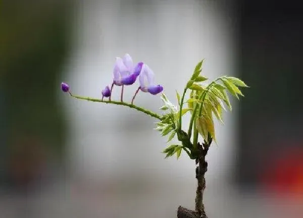 养殖科普|紫藤可以种在花盆里吗