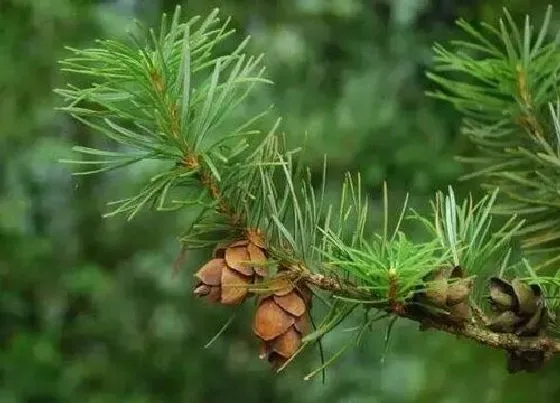 植物排行|裸子植物有哪些