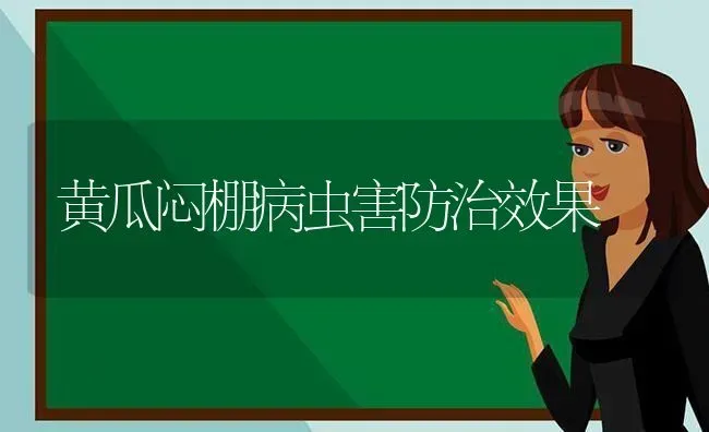 黄瓜闷棚病虫害防治效果 | 瓜果种植