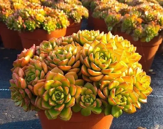 植物修剪|蒂亚多肉徒长了怎么办 徒长原因及处理方法