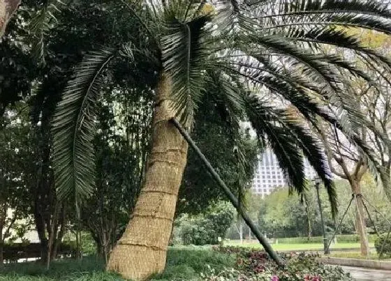 植物排行|植物过冬的方式有哪些 花草冬天过冬防寒防冻方法