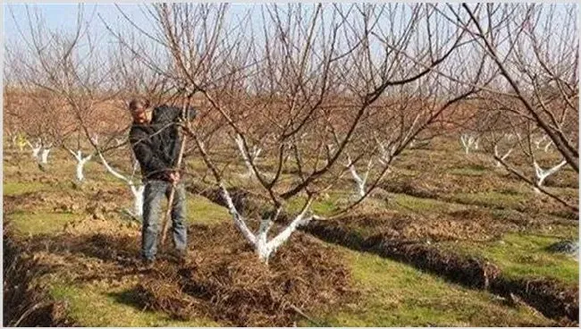 果树土肥水管理常见的四大误区 | 养殖技术