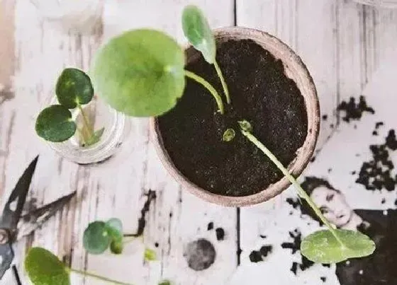 植物播种|铜钱草种子怎么种植