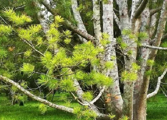 植物排行|裸子植物有哪些