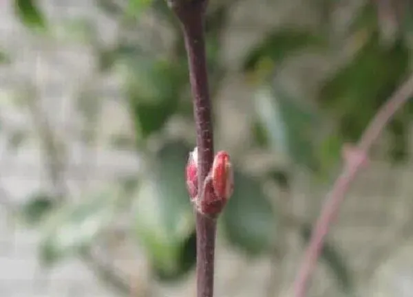 植物发芽|红枫什么时候发芽长叶