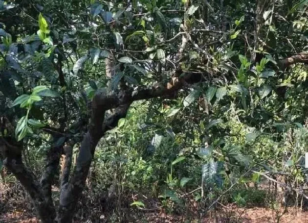 习性特点|藤条茶和古树茶的区别