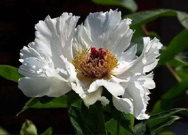 植物浇水|牡丹花多久浇一次水