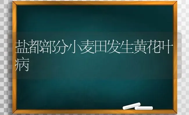 盐都部分小麦田发生黄花叶病 | 粮油作物种植