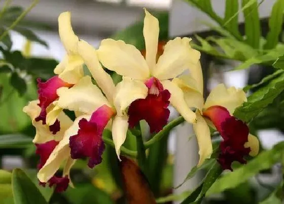 花之最|勤花兰花有哪些品种 开花最勤的兰花品种