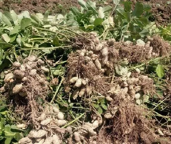 植物虫害|花生病虫害防治技术 常见防治方法与措施