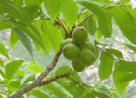 植物排行|国家二级保护植物有哪些