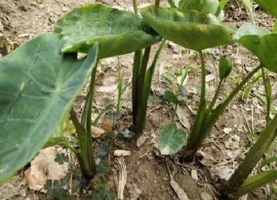 植物施肥|芋头追肥用什么肥料好