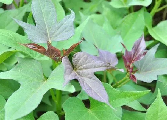 植物修剪|红薯怎么剪枝 修剪红薯藤方法