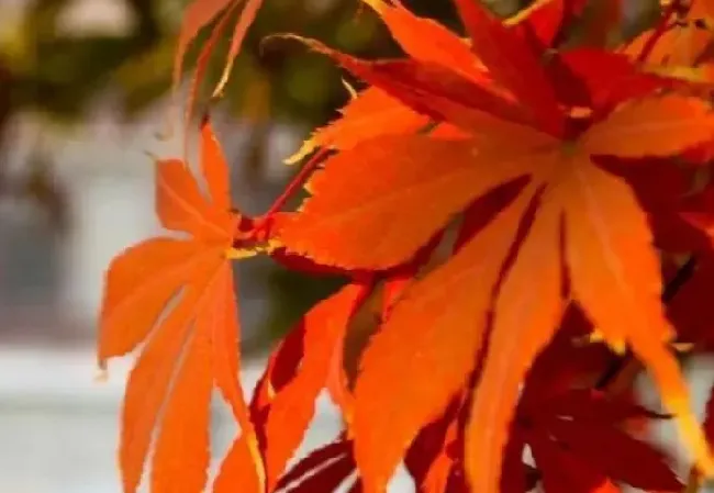 花语|枫叶的花语是什么意思