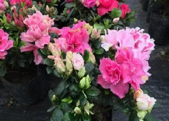 植物施肥|杜鹃施什么肥好