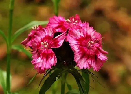 花语|什么花的花语是想你了