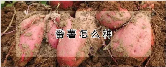 番薯怎么种 | 耕种资料