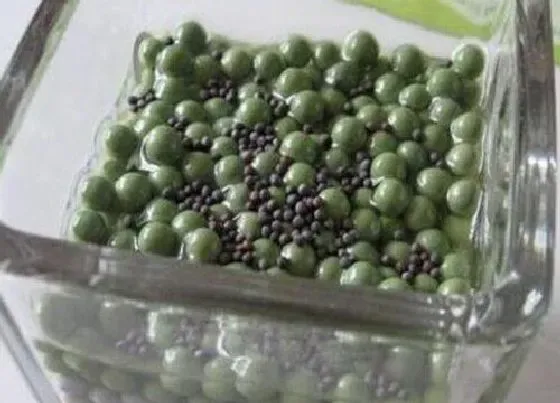 植物播种|铜钱草种子怎么来的