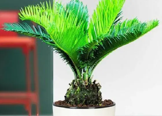 植物排行|裸子植物有哪些