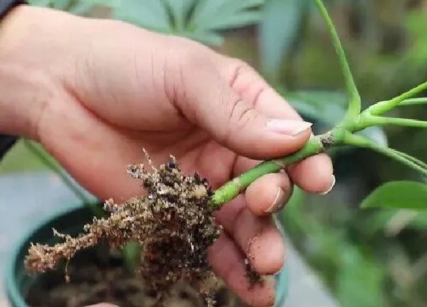 植物移栽|鸭脚木换盆时间和方法 换盆后养护注意事项