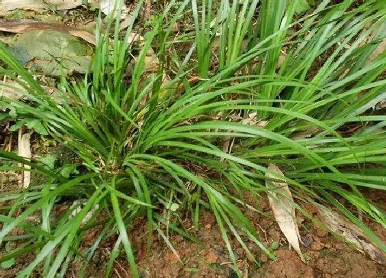 植物种类|石菖蒲是单子叶植物吗