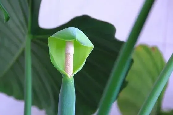 植物百科|滴水观音开花吗 花期长的什么样子